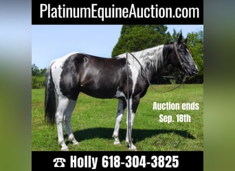 American Quarter Horse, Ruin, 6 Jaar, Tobiano-alle-kleuren, in Greenville KY,