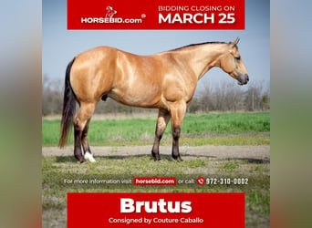 Quarter horse américain, Hongre, 7 Ans, 157 cm, Buckskin, in Addison,