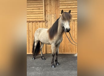 Islandpferd, Wallach, 7 Jahre, 138 cm, Buckskin, in Mining