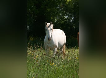 Lusitanien, Hongre, 10 Ans, 160 cm, Gris, in Saligny-sur-Roudon