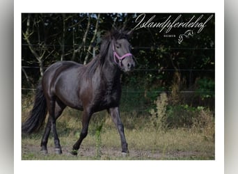 Islandpferd, Stute, 3 Jahre, 139 cm, Rappe, in Bunk,
