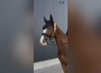 Ruin 4 Jaar