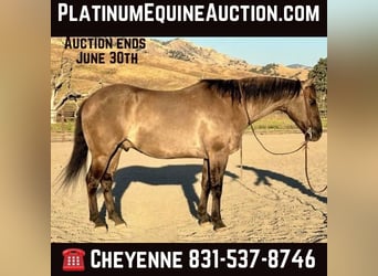 American Quarter Horse, Wallach, 12 Jahre, 152 cm, Grullo, in BITTERWATER, CA,