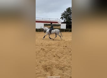 Andalusian, Stallion, 6 years, 16.1 hh, Gray, in Huelva,