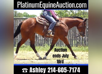 American Quarter Horse, Gelding, 8 years, 15.2 hh, Bay, in Weatherford TX,