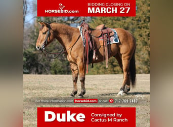 American Quarter Horse, Gelding, 10 years, 15 hh, Dun, in Jonestown, PA,