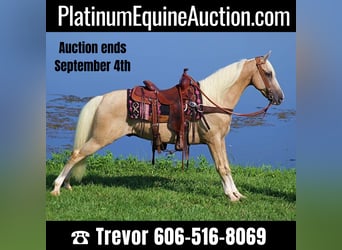 Kentucky Mountain Saddle Horse, Wallach, 13 Jahre, 152 cm, Palomino, in Whitley City Ky,