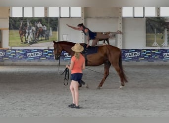 Sportivo Tedesco / Sportivo della Germania, Castrone, 5 Anni, 178 cm, Sauro, in Bülstringen
