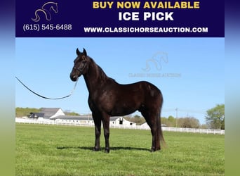 Tennessee Walking Horse, Wallach, 9 Jahre, 152 cm, Rappe, in Lewisburg,TN,