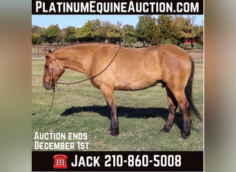 American Quarter Horse, Gelding, 5 years, 15 hh, Dun, in Milsap TX,