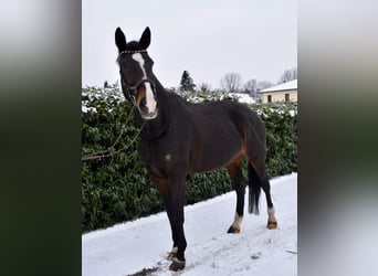 Zacks Märchen Dree Böken