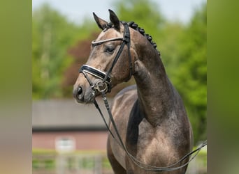 Westphalian, Stallion, 3 years, 16.1 hh, Brown, in Münster-Handorf,
