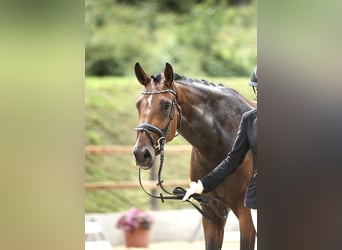 Koń westfalski, Klacz, 8 lat, 164 cm, Gniada, in Salzkotten