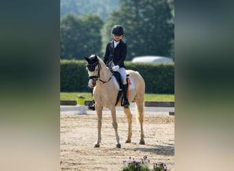 Welsh-B, Merrie, 11 Jaar, 131 cm, Palomino, in Bad Driburg