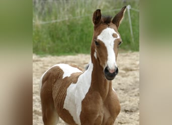 Más caballos centroeuropeos, Yegua, , 162 cm, Pío, in Borgentreich