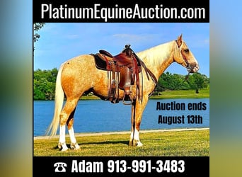 Quarter horse américain, Hongre, 6 Ans, 152 cm, Palomino, in LaCyngne, KS,