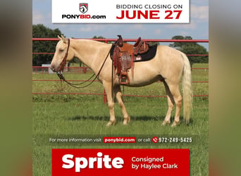 Quarter pony, Hongre, 8 Ans, Champagne, in Grand Saline, TX,