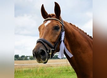 KWPN, Gelding, 8 years, 17 hh, Chestnut-Red, in Weesow,