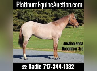 American Quarter Horse, Wallach, 5 Jahre, 145 cm, Roan-Red, in Millerstown PA,