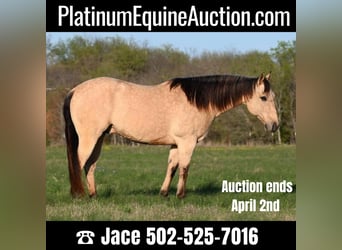 American Quarter Horse, Ruin, 9 Jaar, Buckskin, in Waco TX,