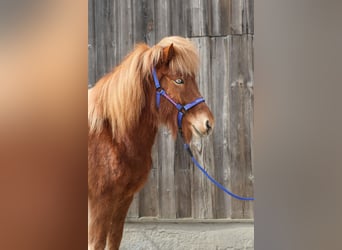 Islandpferd, Stute, 5 Jahre, Fuchs, in Straßwalchen