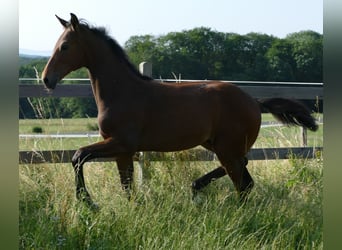 Hanoverian, Stallion, 1 year, 15.2 hh, Brown, in Greifenstein,
