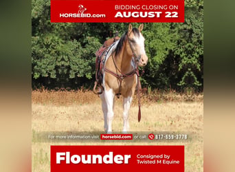 Paint Horse Croisé, Hongre, 10 Ans, 155 cm, in Pilot Point, TX,