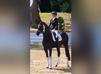 Mare 4 years