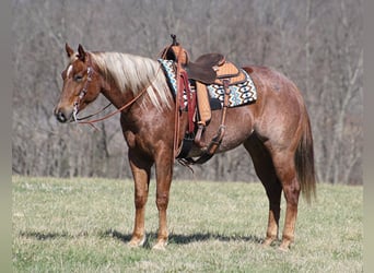American Quarter Horse, Ruin, 8 Jaar, Roan-Red, in Mount Vernon KY,