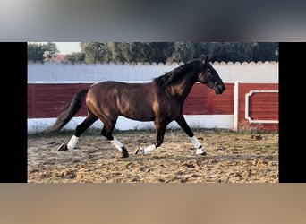 PRE, Gelding, 6 years, 16,1 hh, Bay-Dark, in Peñaranda De Bracamonte,