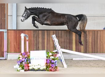 sangre caliente belga, Yegua, 4 años, 162 cm, Castaño oscuro, in Zelle,