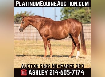 Quarter horse américain, Hongre, 7 Ans, 155 cm, Alezan cuivré, in Weatherford TX,