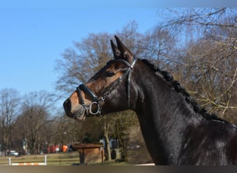 Duits sportpaard, Merrie, 4 Jaar, 170 cm, Donkerbruin, in M&#xFC;nchen,