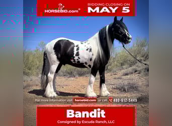 Gypsy Horse, Gelding, 7 years, 15,2 hh, in New River, AZ,