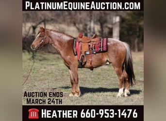 American Quarter Horse, Wallach, 3 Jahre, 132 cm, Roan-Red, in Bolivar Mo,
