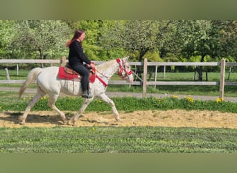 Appaloosa, Stute, 5 Jahre, 149 cm, Tigerschecke, in Linkenbach