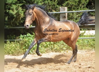 PRE, Stallion, 3 years, 15.2 hh, Dun, in Vejer de la Frontera,
