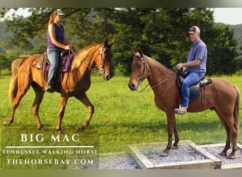 Tennessee Walking Horse, Wallach, 3 Jahre, Rotfuchs, in Alpha, KY
