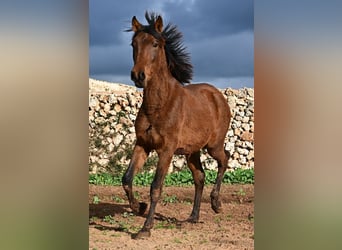 PRE Mix, Stallion, 1 year, 14,3 hh, Brown, in Menorca