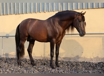 PRE, Hengst, 9 Jahre, 165 cm, Brauner, in Rociana Del Condado,