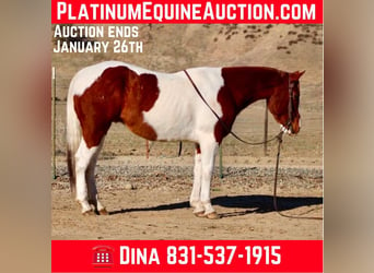 American Quarter Horse, Wałach, 8 lat, Ciemnokasztanowata, in PAICINES, CA,