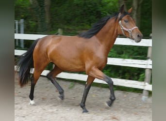 Oldenburg, Mare, 2 years, 16,1 hh, Brown, in Greifenstein