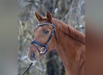 German Sport Horse, Mare, 13 years, 16.1 hh, Chestnut-Red, in Abtenau,