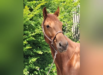 KWPN, Wallach, 4 Jahre, 162 cm, Fuchs, in Messel