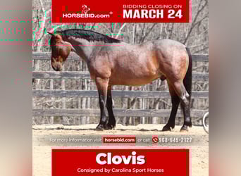 Percheron Mix, Ruin, 6 Jaar, 155 cm, Roan-Bay, in Clover, SC,