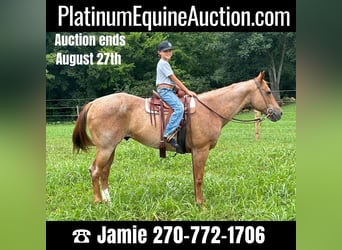 American Quarter Horse, Gelding, 14 years, 14.2 hh, Roan-Red, in Auburn Ky,