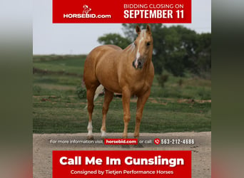 Quarter horse américain, Hongre, 4 Ans, 150 cm, Palomino, in Bellevue, IA,