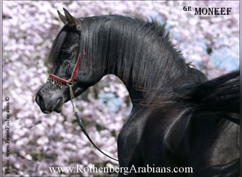 REIN ÄGYPTISCHE VOLLBLUTARABER-HENGSTE+, Straight Egyptian, Stallion, Black, in Monheim,