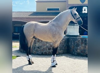 Andalusier, Hengst, 5 Jahre, 157 cm, Falbe, in Tarifa,