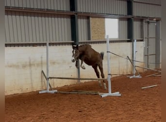 Oldenburgo, Semental, 2 años, Castaño, in Fuendetodos